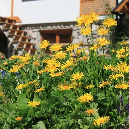 Dağ evi Domek Pod Sosna Zakopane